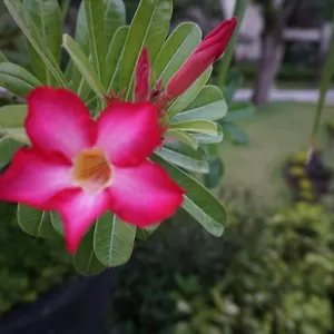 Aparthotel Ruby Nusa Dua Bali